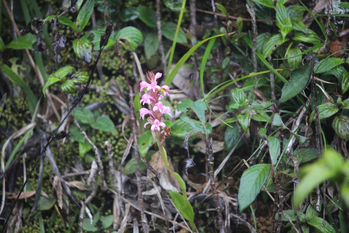 Satyrium nepalense D.Don